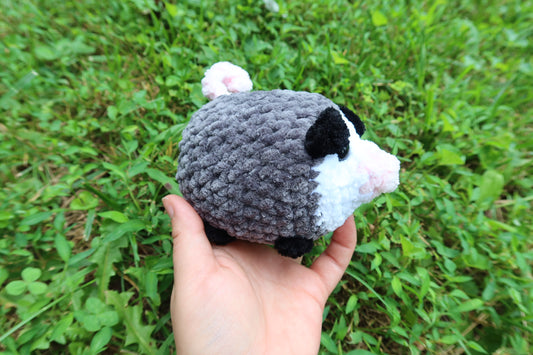Opossum